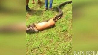 Змея заглатывает оленёнка - смотреть видео (0:49)