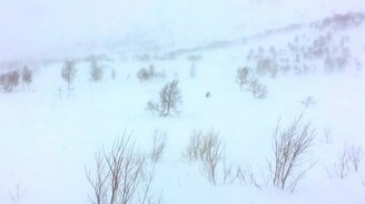 Росомаха охотится - смотреть видео (2:10)