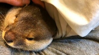 Выдра хочет спать - смотреть видео (2:15)