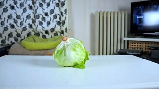 Собаки желают капустки - смотреть видео (1:38)