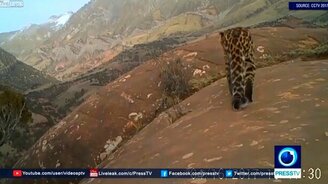 Замечены леопарды на горах Китая - смотреть видео (0:45)