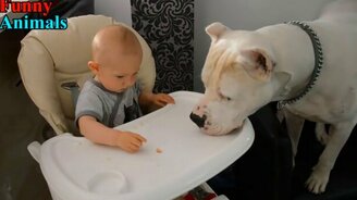 Аргентинский дог играет с детьми - смотреть видео (4:45)