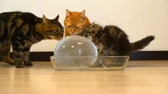 Коты, котёнок и ледяной шар - смотреть видео (2:12)