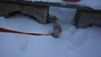 Хорёк на зимней прогулке - смотреть видео (2:04)