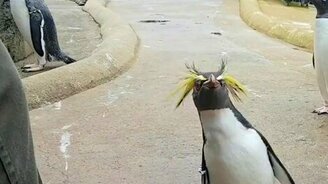 Заводной пингвин - смотреть видео (0:40)