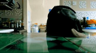 Кухонный преступник - смотреть видео (0:27)