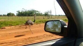 Страус наперегонки с авто - смотреть видео (0:30)