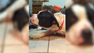 Страж белки от кота - смотреть видео (0:48)