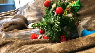 Выдра и новогодняя ёлочка - смотреть видео (1:59)