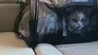 Странно мяукающий кот - смотреть видео (0:10)