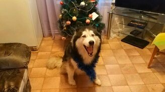 Поздравление от хаски - смотреть видео (0:26)