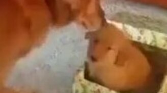 Реакция собаки на подкидыша - смотреть видео (1:45)