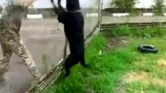 Как развлечь ротвейлера - смотреть видео (0:37)