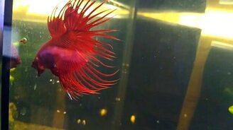 Аквариумный петушок - смотреть видео (0:40)