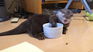 Выдра на трапезе - смотреть видео (0:23)