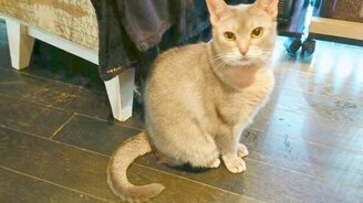 Игривая выдра и серьёзная кошка - смотреть видео (1:55)