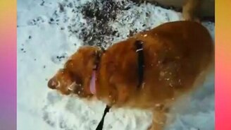 Собаки радуются снегу - смотреть видео (4:58)