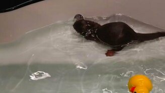 Выдра плавает в ванне - смотреть видео (8:35)