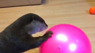 Выдра против розового мяча - смотреть видео (1:41)