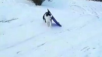 Пёс катается с горки - смотреть видео (0:28)