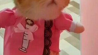 Кошка-медсестра - смотреть видео (0:22)