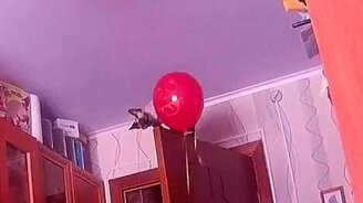 Котёнок против шарика - смотреть видео (0:40)