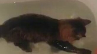 Кот, любящий водичку - смотреть видео (0:41)