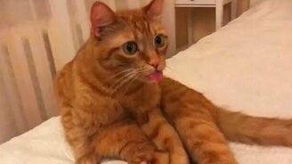 Покажи язык проблемам! - смотреть видео (0:46)