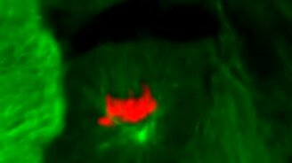 Деление прокариотических клеток - смотреть видео (1:00)