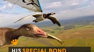 Летим вместе с птицами! - смотреть видео (1:31)