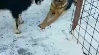 Овчарка против козла - смотреть видео (1:41)