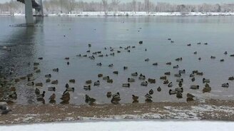 Сибирские утки на Енисее - смотреть видео (8:29)