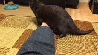 Выдра и хозяйские ноги - смотреть видео (1:24)