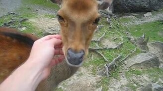 Ласка для оленя - смотреть видео (0:43)