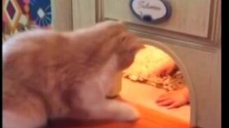 Малыш лезет в кошачье отверстие в двери - смотреть видео (1:44)