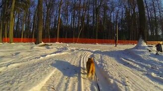 Кот, обожающий прогулки - смотреть видео (3:09)