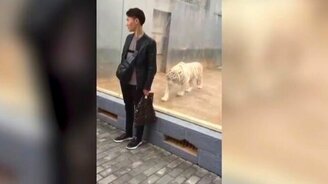 Тигр нападает на парня - смотреть видео (0:35)