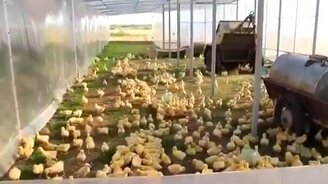 Утиная армия - смотреть видео (1:11)