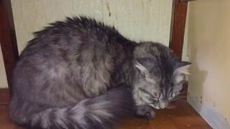 Виноватая кошка - смотреть видео (1:05)