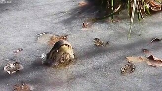 Замёрзшие в пруду аллигаторы - смотреть видео (2:02)