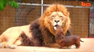 Дружба льва и таксы - смотреть видео (1:09)