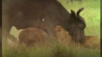 Когда охота не удалась - смотреть видео (3:00)