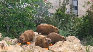 Скалистые даманы - смотреть видео (3:29)