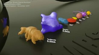 Гиганты и карлики среди микроорганизмов - смотреть видео (2:20)