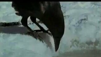 Умный ворон - смотреть видео (2:29)