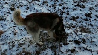 Хаски ловит мышь - смотреть видео (0:36)