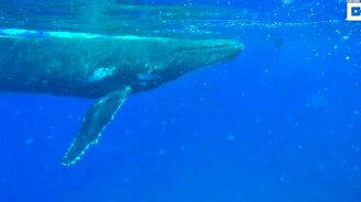 Кит спас женщину от акулы - смотреть видео (2:58)