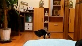 Палкан, апорт! - смотреть видео (1:06)