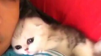 Самое милое нападение на человека - смотреть видео (0:15)