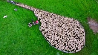 Собаки-пастухи управляют стадом - смотреть видео (3:28)